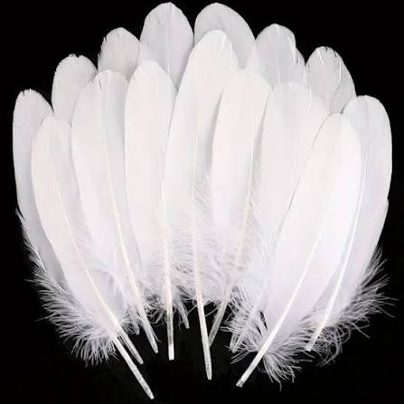 Plumas Blancas 15 cm aprox 100 g x Bolsa(500 unidades aprox) — Sartoria Studio Main image
